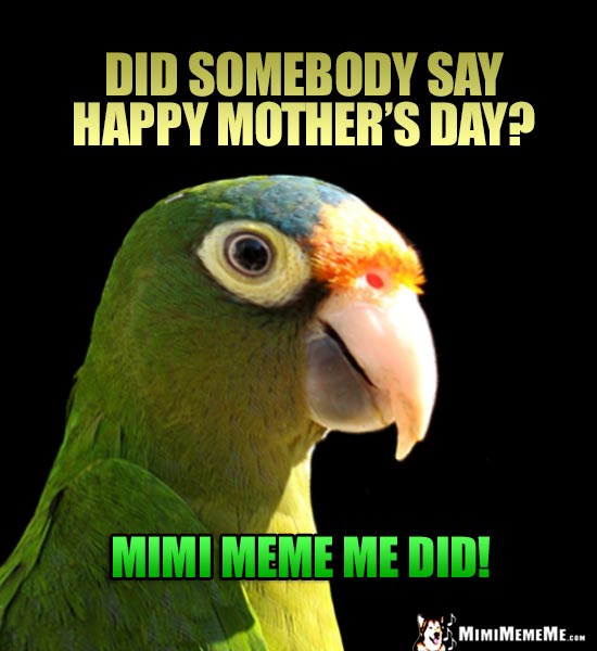 Parrot Asks: Did Somebody Say Happy Mother's Day? Mimi Meme Me Did!