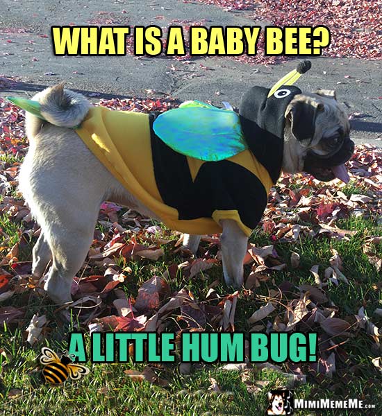 Cute Pug Dog in Bee Costume Asks: What is a baby bee? A little hum bug!