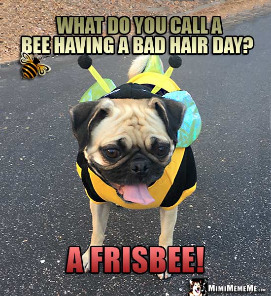 Funny Pug in Bee Costume Asks: What do you call a bee having a bad hair day? A Frisbee!