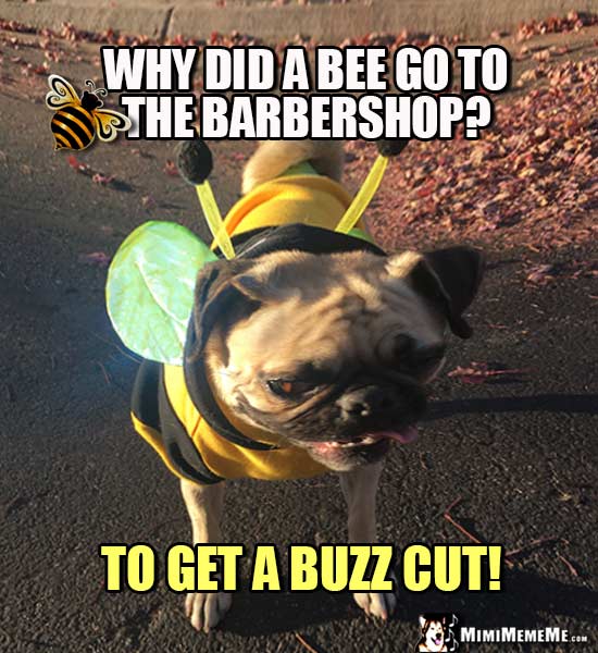 Pug Dressed Like a Bee Asks: Why did a bee go to the barbershop? To get a buzz cut!