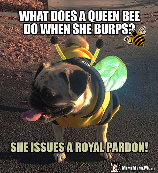 Pug in Bee Costume Joke: What does a queen bee do when she burps? She issues a royal pardon!