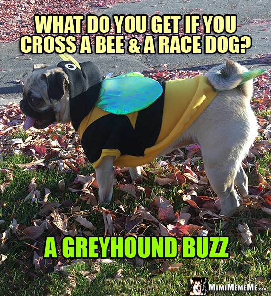 Pug in Bee Costume Riddle: What do you get if you cross a bee & a race dog? A Greyhound Buzz!
