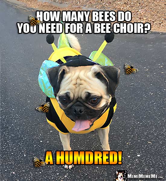 Pug Wearing Bee Costume Joke: How many bees do you need for a bee choir? A Humdred!