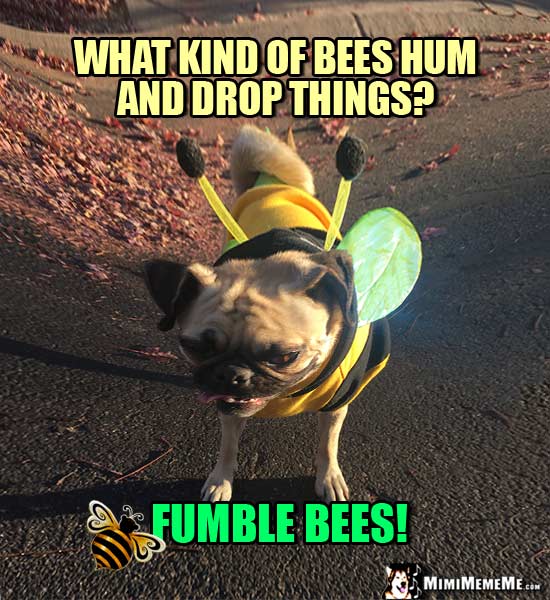 Pug Wearing Bee Outfit Asks: What kind of bees hum and drop things? Fumble Bees!