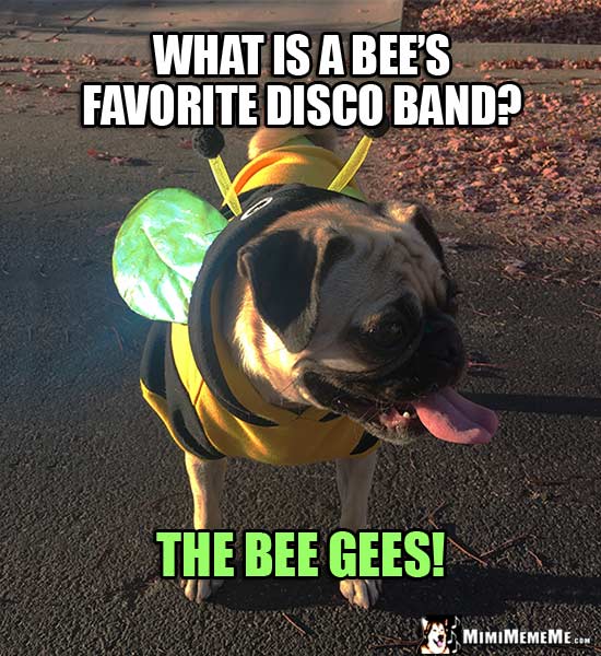 Pug Dressed Like a Bee Asks: What is a bee's favorite disco band? The Bee Gees!