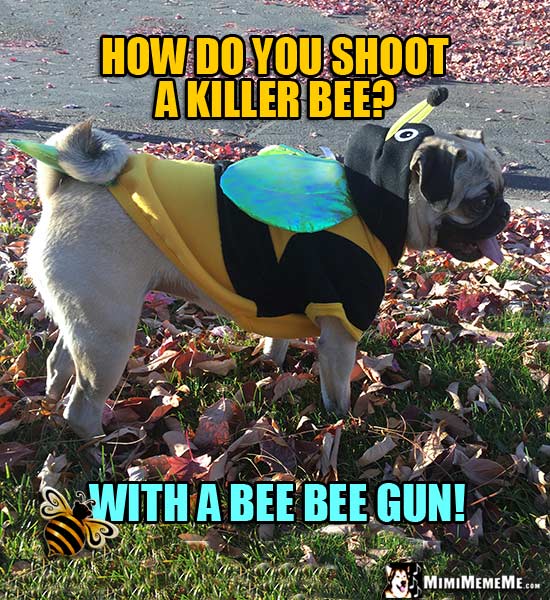 Pug Wearing Bee Costume Asks: How do you shoot a killer bee? With a bee bee gun!