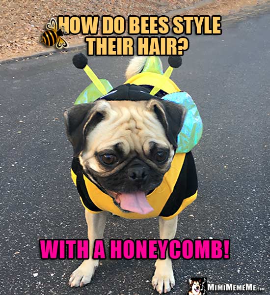 Pug Dressed Like a Bee Asks: How do bees style their hair? With a honeycomb!