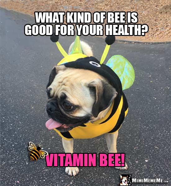 Pug Wearing Bee Costume Riddle: What kind of bee is good for your health? Vitamin Bee!