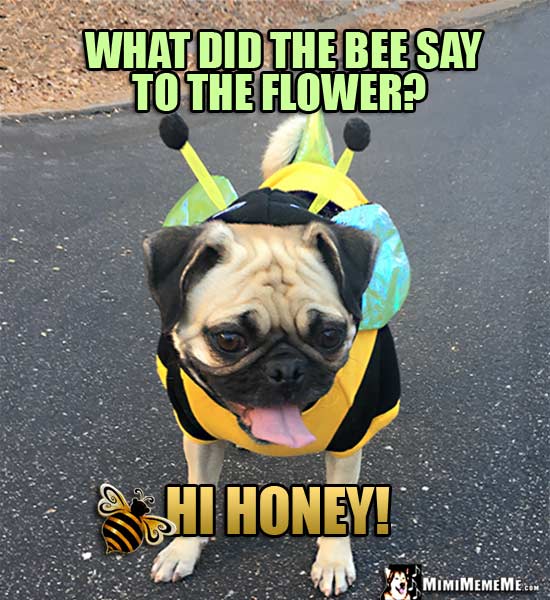 Pug Wearing Bee Costume Asks: What did the bee say to the flower? Hi Honey!
