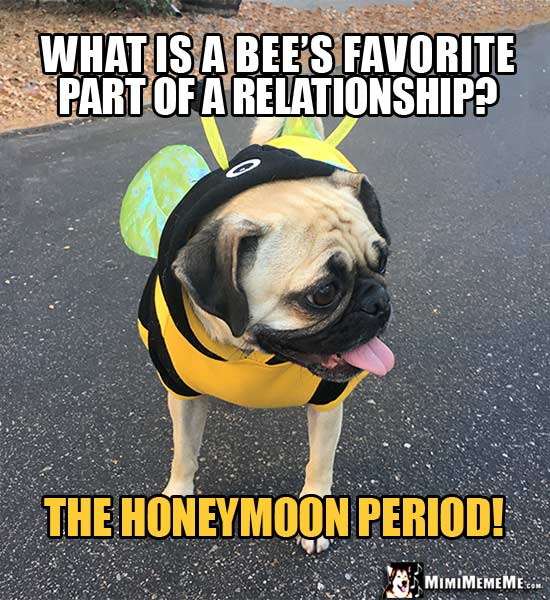 Pug Dressed Like a Bee Joke: What is a bee's favorite part of a relationship? The honeymoon period!
