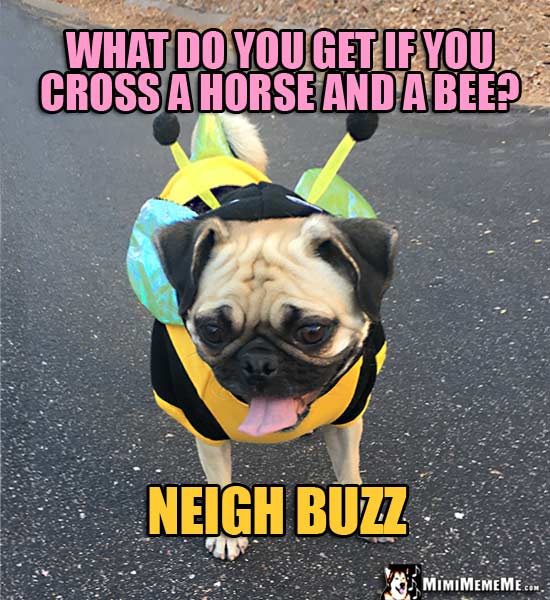 PUg Wearing Bee Outfit Asks: What do you get if you cross a horse and a bee? Neigh Buzz