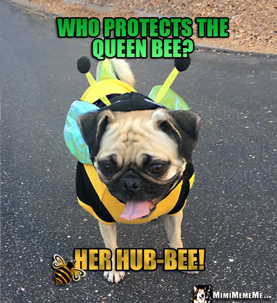 Pug Wearing Bee Costume Says: Who protects the queen bee? Her Hub-Bee!