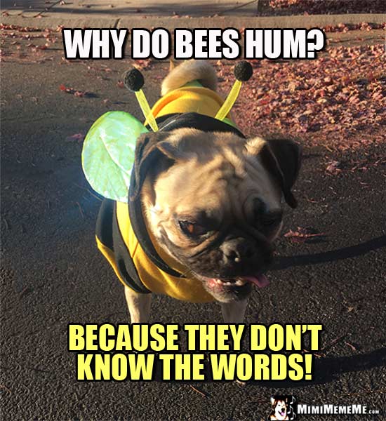 Funny Pug in Bee Costume: Why do bee hum? Because they don't know the words!
