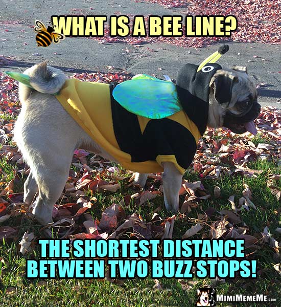 Pug Dressed in Bee Costume Joke: What is a bee line? The shortest distance between two buzz stops!
