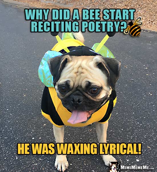 Pug in Bee Outfit Asks: Why did a bee start reciting poetry? He was waxing lyrical!