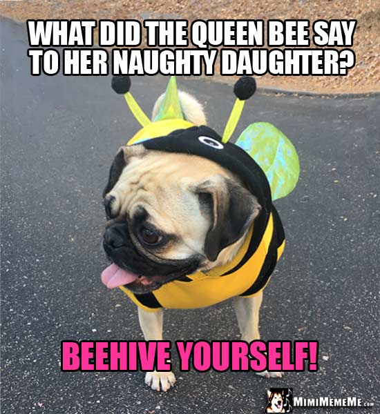 Pug in Bee Costume Asks: What did the queen bee say to her naughty daughter? Beehive yourself!