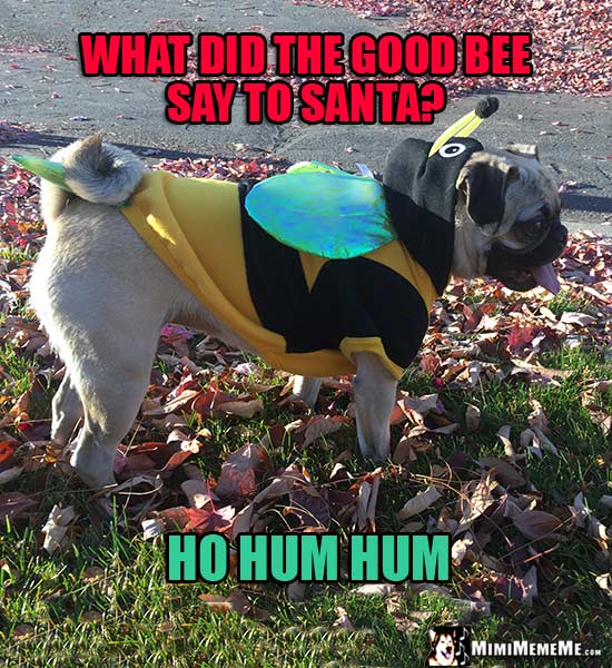 Pug Wearing Bee Outfit: What did the good bee say to Santa? Ho Hum Hum