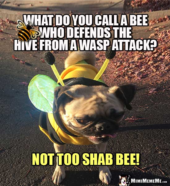 Pug in Bee Costume Asks: What do you call a bee who defends the hive from a wasp attack? Not too shab bee!