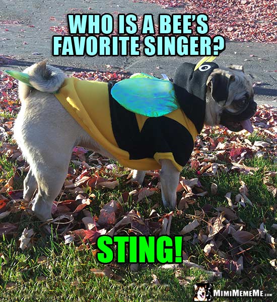 Pug Wearing Bee Costume Riddle: Who is a bee's favorite singer? Sting!