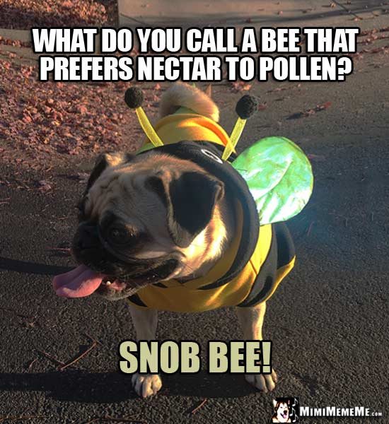 Pug Wearing Bee Costume Riddle: What do you call a bee that prefers nectar to pollen? Snob Bee!