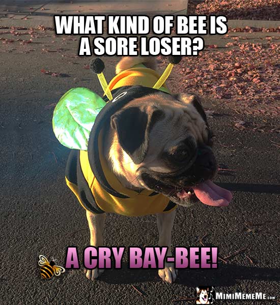 Pug Dressed Like a Bee Riddle: What kind of bee is a sore loser? A Cry Bay-Bee!