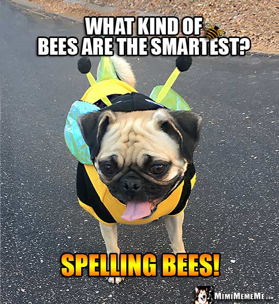 Pug Wearing Bee Costume Asks: What kind of bees are the smartest? Spelling Bees!