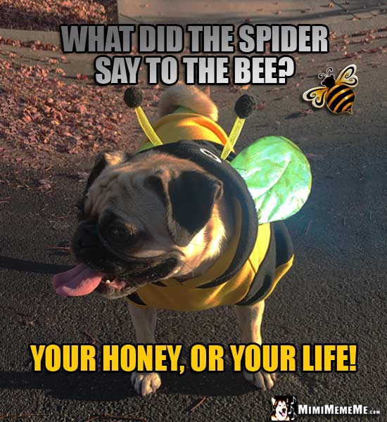 Pug in Bee Costume: What did the spider say to the bee? Your honey, or your life!