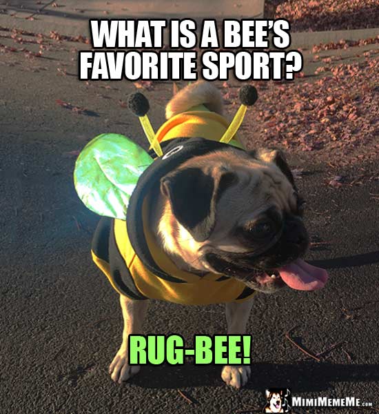 Pug Dressed Like a Bee Asks: What is a bee's favorite sport? Rug-bee!