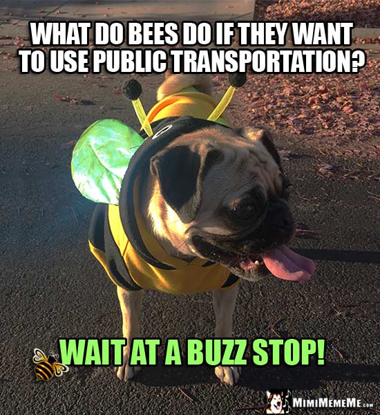 Pug in Bee Costume: What do bees do if they want to use public transportation? Wait at a buzz stop!