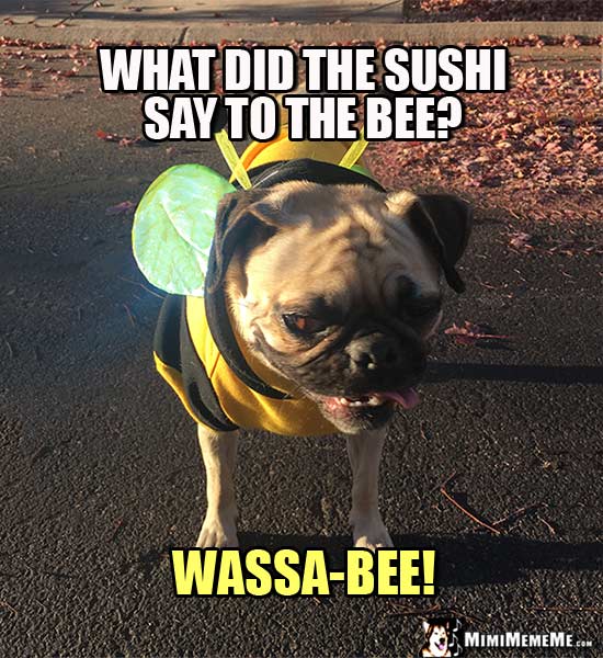 Pug Dressed as Bee Asks: What did the sushi say to the bee? Wassa-Bee!