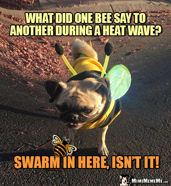 Pug in Bee Costume: What did one bee say to another during a heat wave? Swarm in here, isn't it!