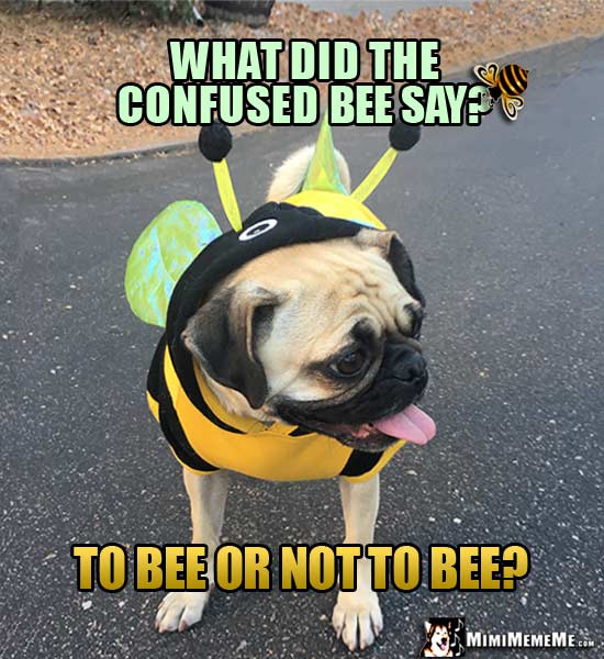 Pug in Bee Costume Asks: What did the confused bee say? To Bee or Not to Bee?