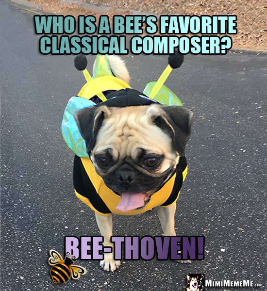 Pug Dressed Like a Bee Asks: Who is a bee's favorite classical composer? Bee-Thoven!