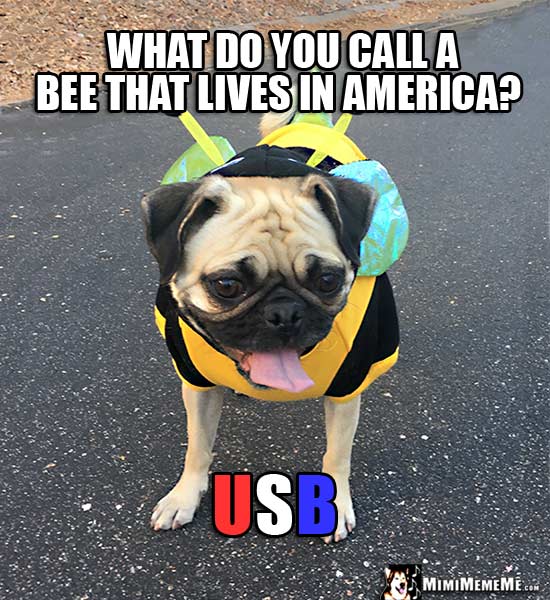 Pug in Bee Outfit Asks: What do you call a bee that lives in America? USB
