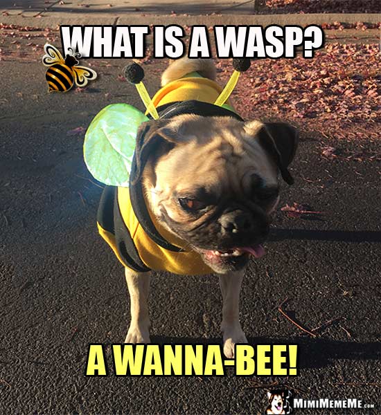 Pug Dressed as a Bee Asks: What is a wasp? A Wanna-Bee!
