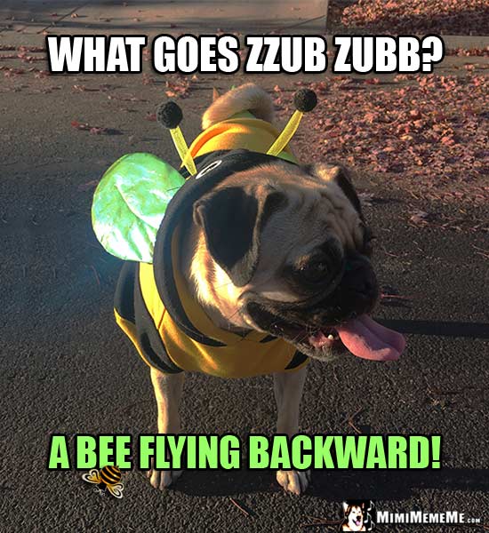Pug Wearing Bee Costume: What goes zzub zubb? A bee flying backward!
