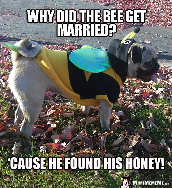 Pug Wearing Bee Costume Asks: Why did the bee get married? 'Cause he found his honey!