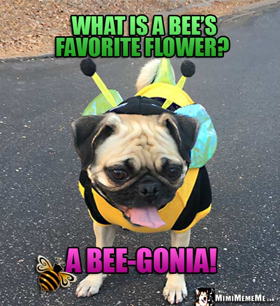 Pug in Bee Costume Asks: What is a bee's favorite flower? A bee-gonia!