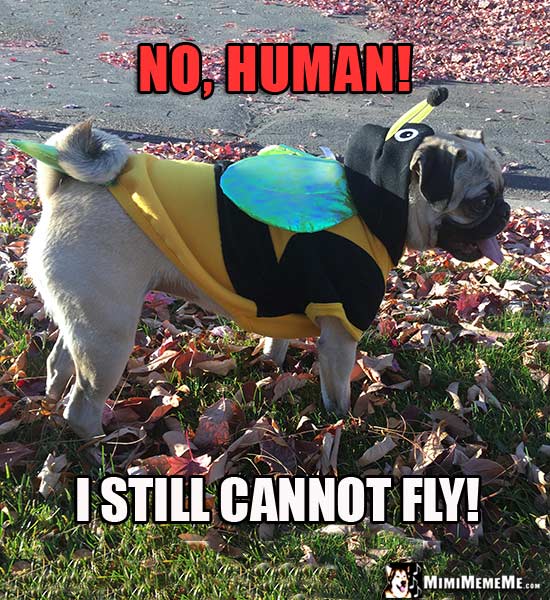 Pug in Bee Costume Says: No, Human! I still cannot fly!