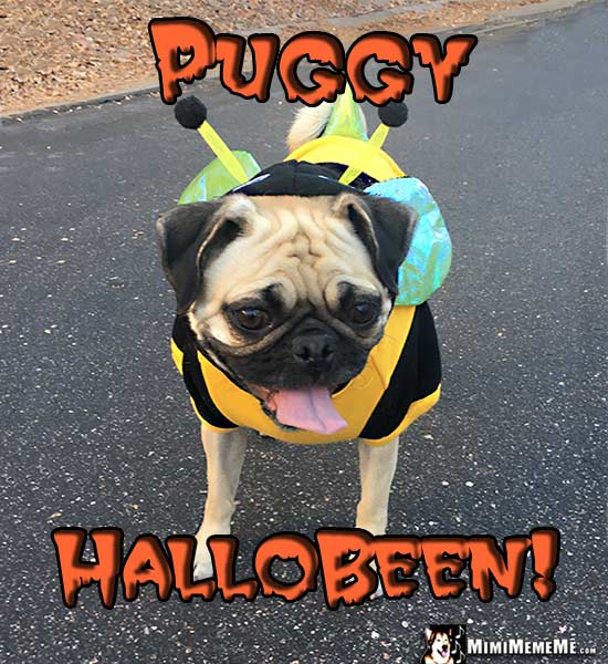 Pug Wearing Bee Costume Says: Puggy Hallobeen!
