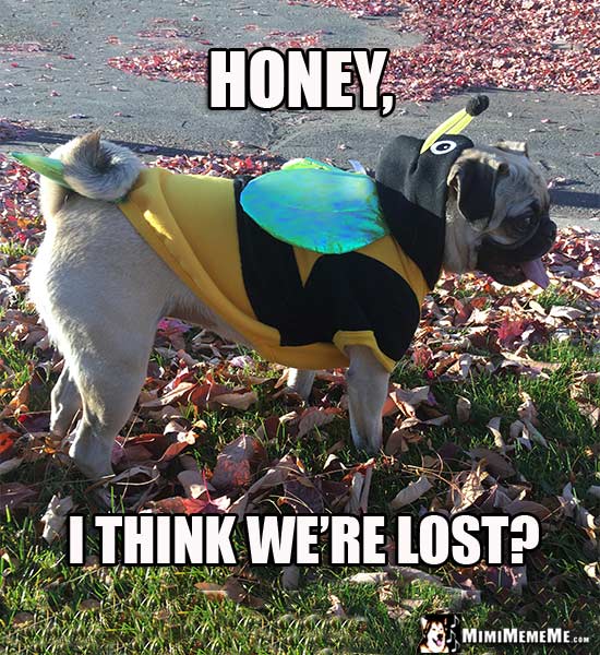 Pug Wearing Bee Costume Says: Honey, I think we're lost?