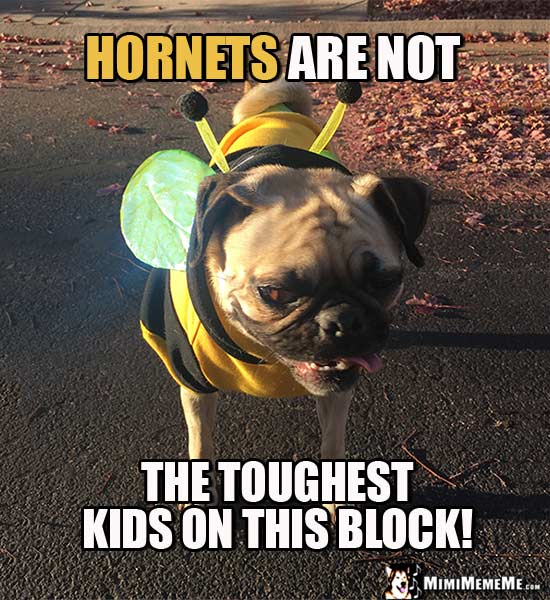 Pug in Bee Costume Says: Hornets are not the toughest kids on this block!