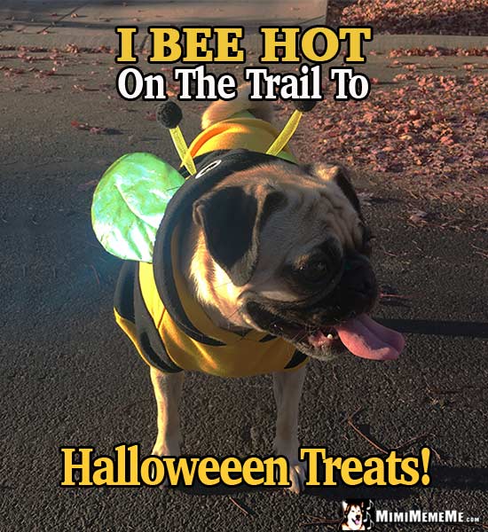 Pug in Bee Costume Says: I Bee hot on the trail to Halloween Treats!