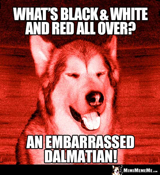 Dog Riddle: What's black & white and red all over? An embarrassed Dalmatian1